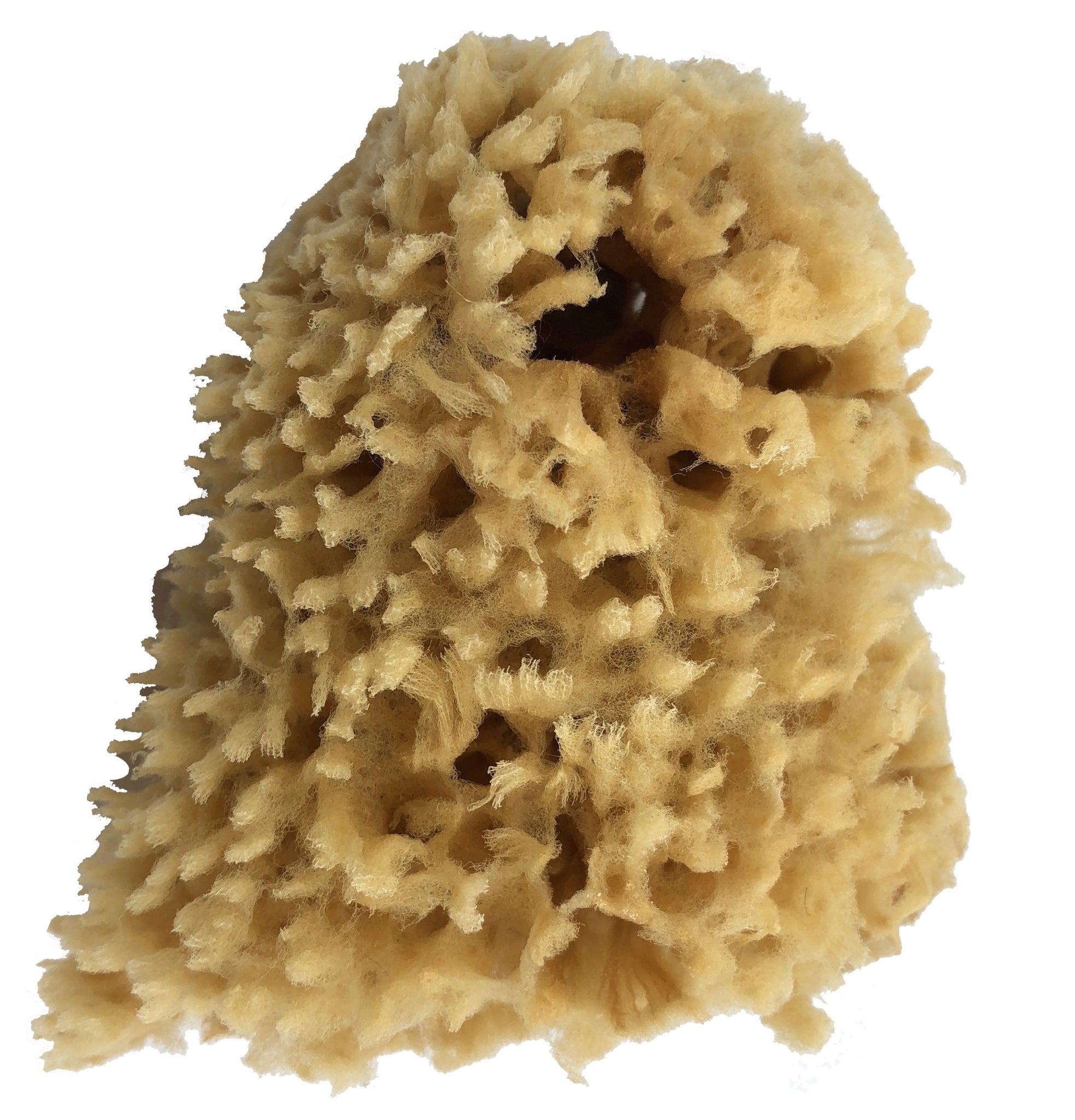Pigeon Baby 100% Natural Sponge for bath - The Best From Europe and Japan